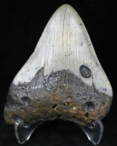 Bargain Megalodon Tooth - North Carolina #21691